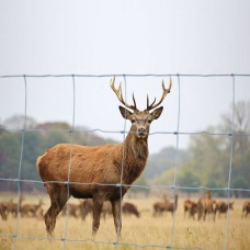 Viltstängsel 50m höjd 1000mm samt 17 stolpar