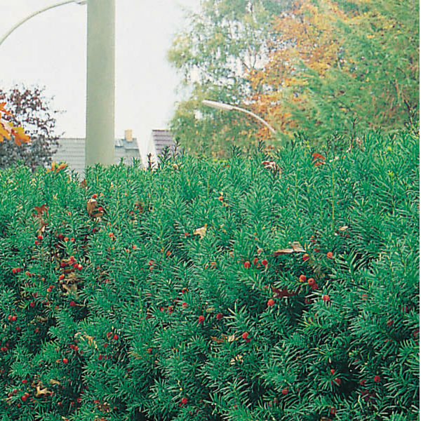 Träd & Växter | Idegran 20-30cm 