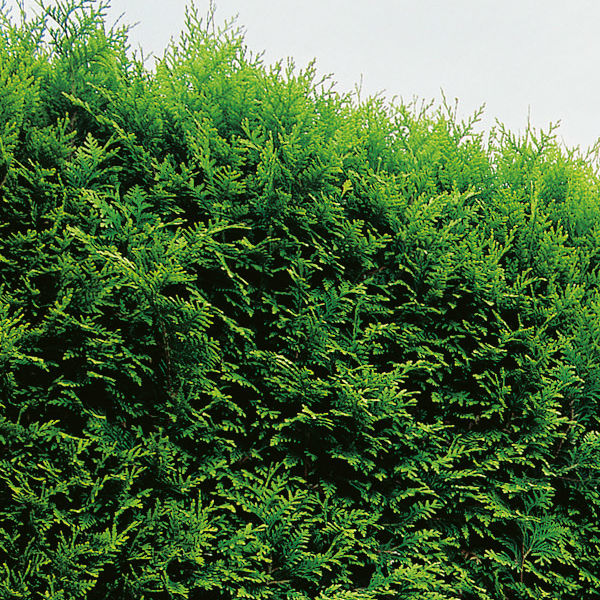Träd & Växter | Ädelthuja Smaragd 50-70cm 
