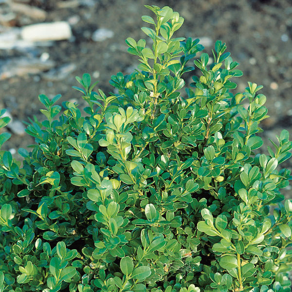 Träd & Växter | Buxbom Buxus microphylla Faulkner 15-20 cm 