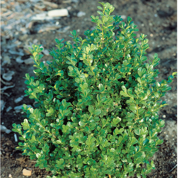 Träd & Växter | Buxbom Buxus microphylla Faulkner 30-40cm 