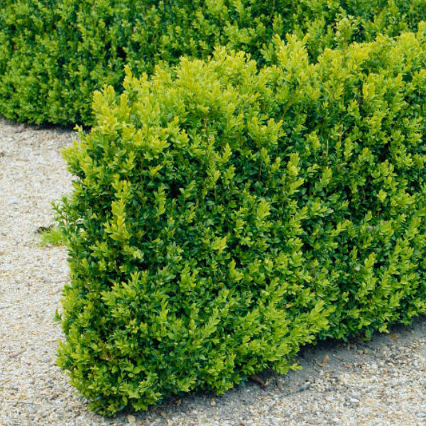 Träd & Växter | Buxbom Buxus sempervirens 10-15 cm 