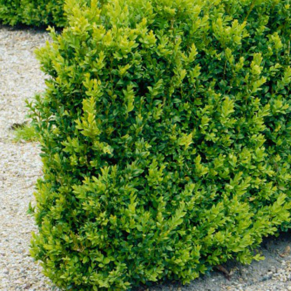 Träd & Växter | Buxbom Buxus sempervirens 10-15 cm 