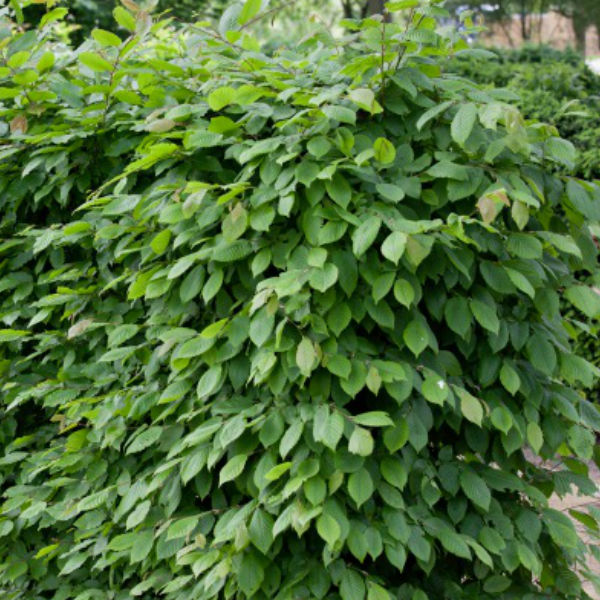 Träd & Växter | Avenbok Goliat 100-125cm