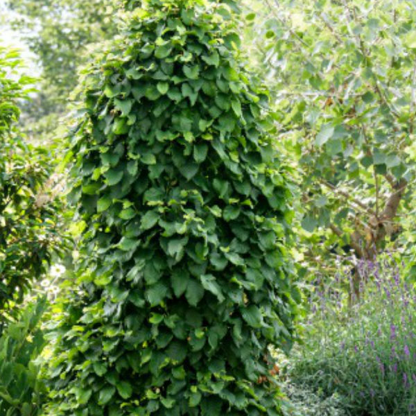 Träd & Växter | Avenbok Goliat 125-150cm