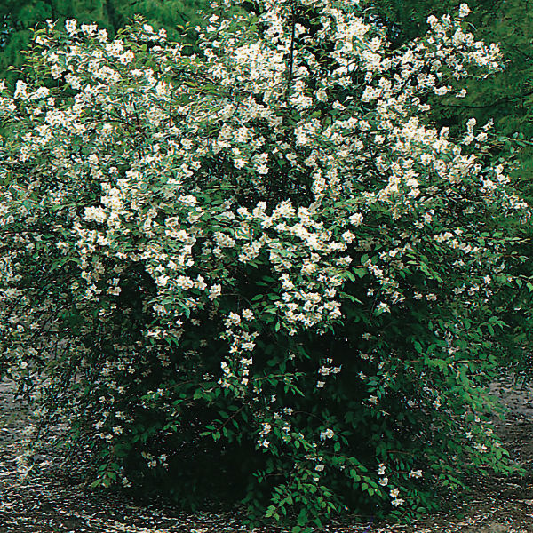 Träd & Växter | Schersmin Goliat 100-150cm