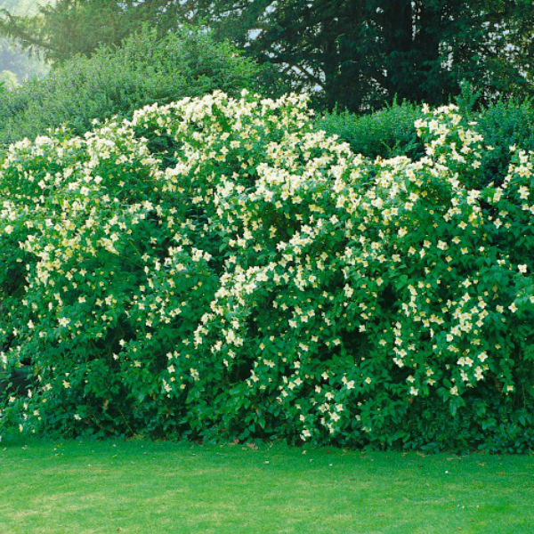 Träd & Växter | Smultronschersmin Goliat 80-100cm