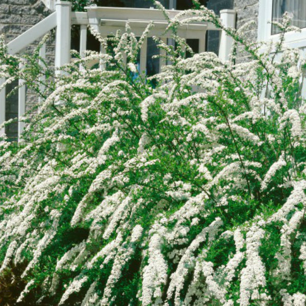 Träd & Växter | Norsk brudspirea Goliat 80-100cm