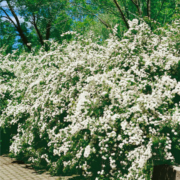 Träd & Växter | Bukettspirea Goliat 80-100cm