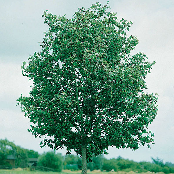 Träd & Växter | Skogslönn Goliat 
