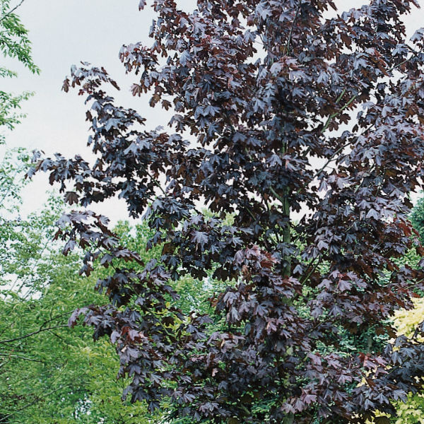 Träd & Växter | Skogslönn Goliat Rödbladig