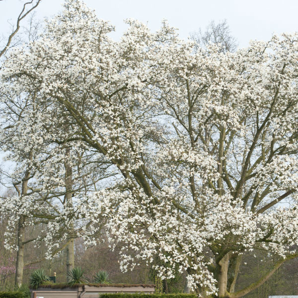Träd & Växter | Japansk magnolia Goliat 