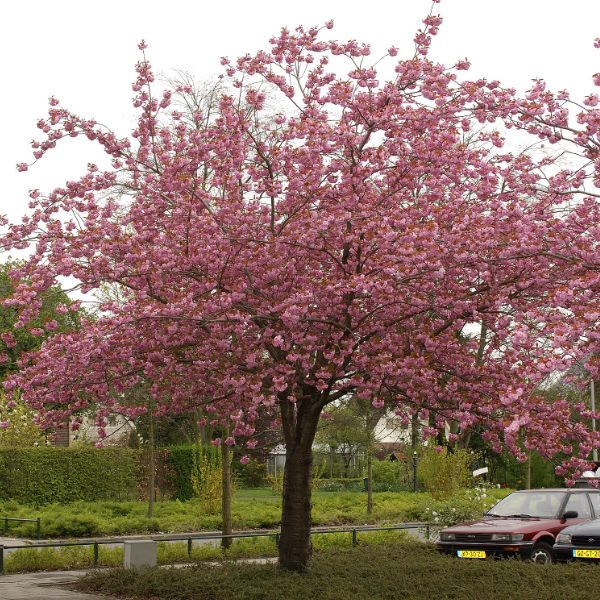 Träd & Växter | Japanskt prydnadskörsbär Goliat 