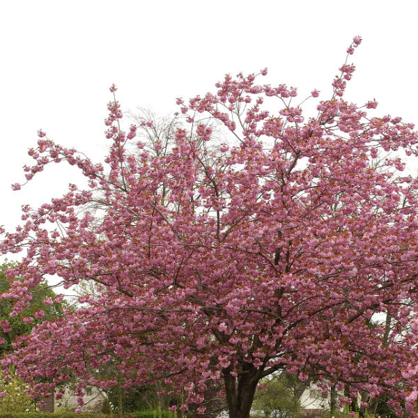 Träd & Växter | Japanskt prydnadskörsbär Goliat 